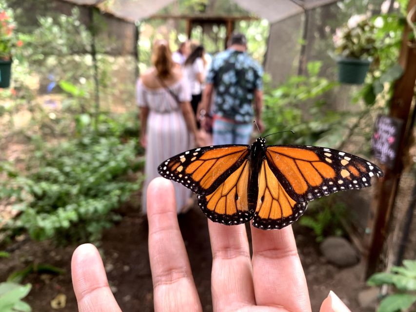Maui: Interactive Butterfly Farm Entrance Ticket - Key points at a glance
