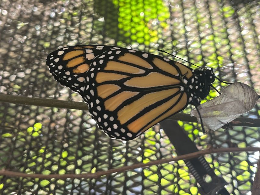 Maui: Interactive Butterfly Farm Entrance Ticket - What to bring and how to approach the experience