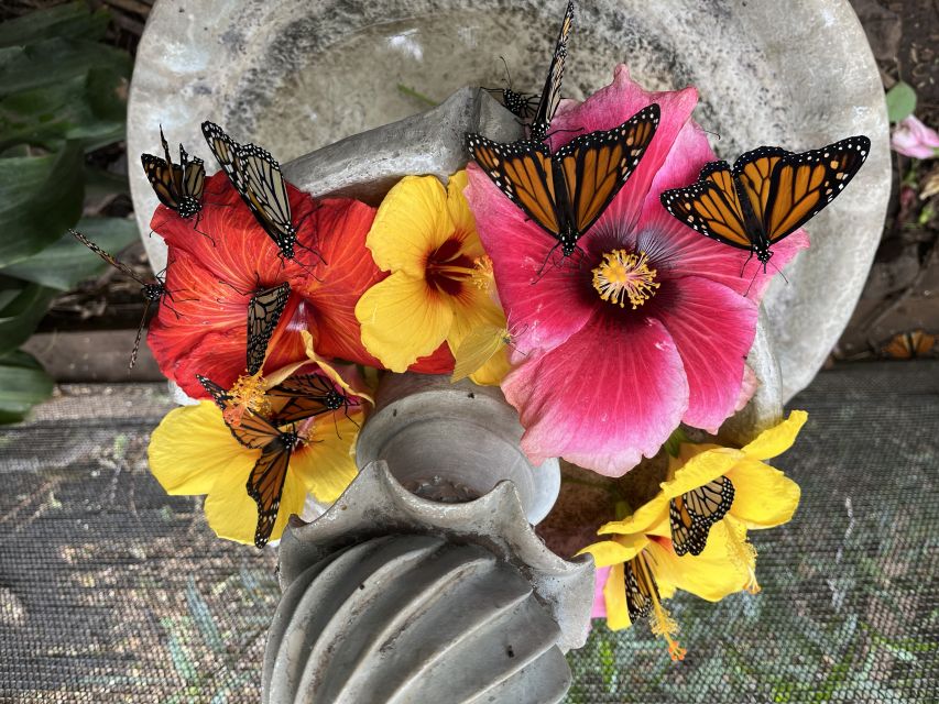 Maui: Interactive Butterfly Farm Entrance Ticket - Entering Maui’s only walk-in butterfly house