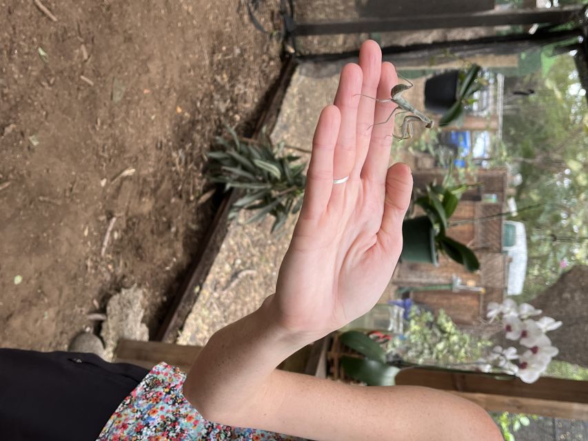 Maui: Interactive Butterfly Farm Entrance Ticket - A closer look at Monarch butterflies