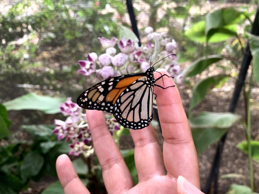 Maui: Interactive Butterfly Farm Entrance Ticket - The guide makes the short visit count