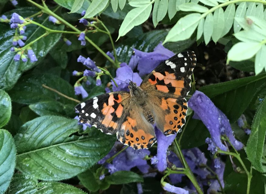 Maui: Interactive Butterfly Farm Entrance Ticket - Is $49 a fair price for 45 minutes?