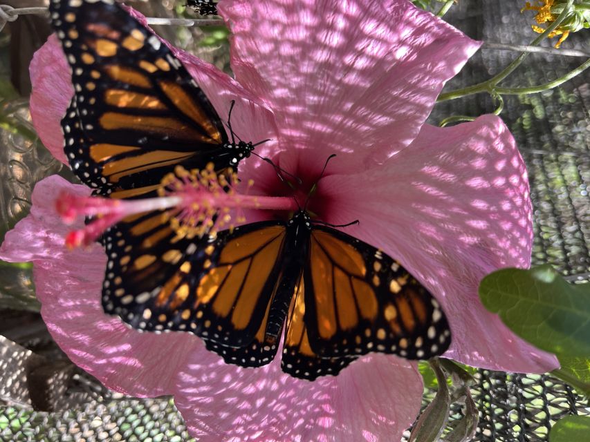 Maui: Interactive Butterfly Farm Entrance Ticket - Who will enjoy this Maui activity most?