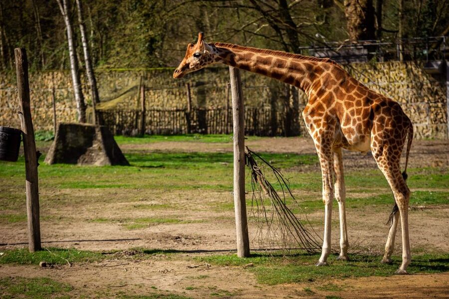 Mechelen: Planckendael ZOO Entry Ticket - Key points to know before you go