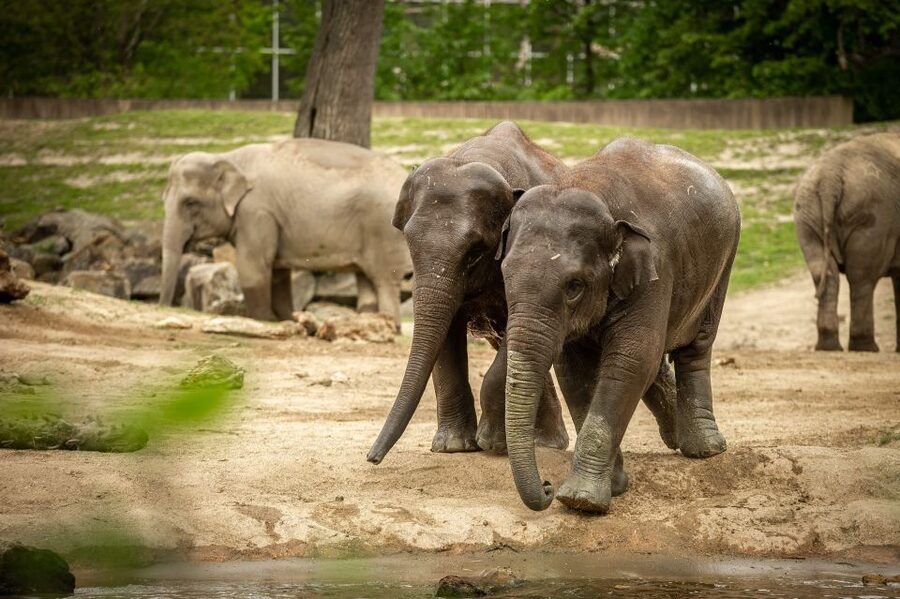 Mechelen: Planckendael ZOO Entry Ticket - A full day among animals and castle grounds