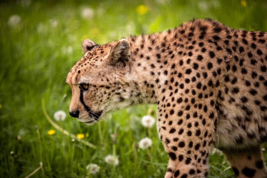 Mechelen: Planckendael ZOO Entry Ticket - Use the feeding schedule to shape your route