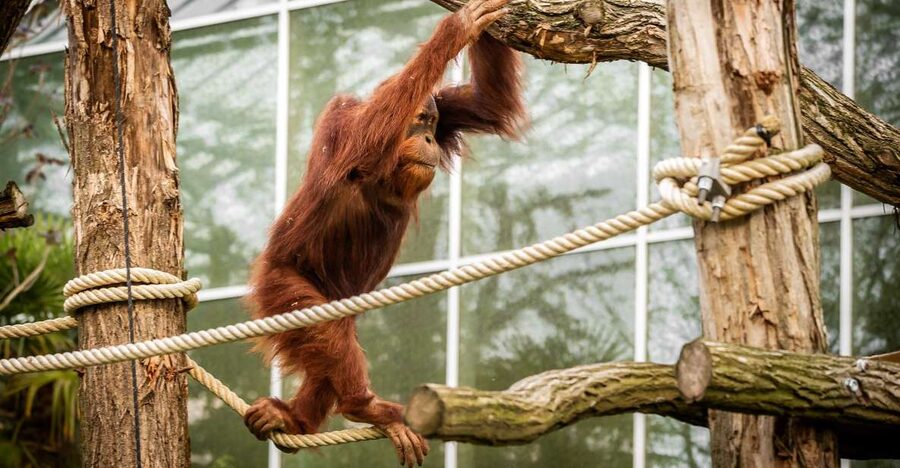 Mechelen: Planckendael ZOO Entry Ticket - A sensible choice for families