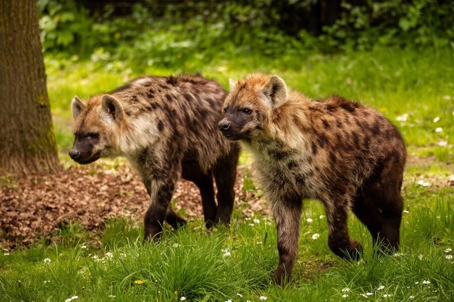 Mechelen: Planckendael ZOO Entry Ticket - Is the $41 admission good value?
