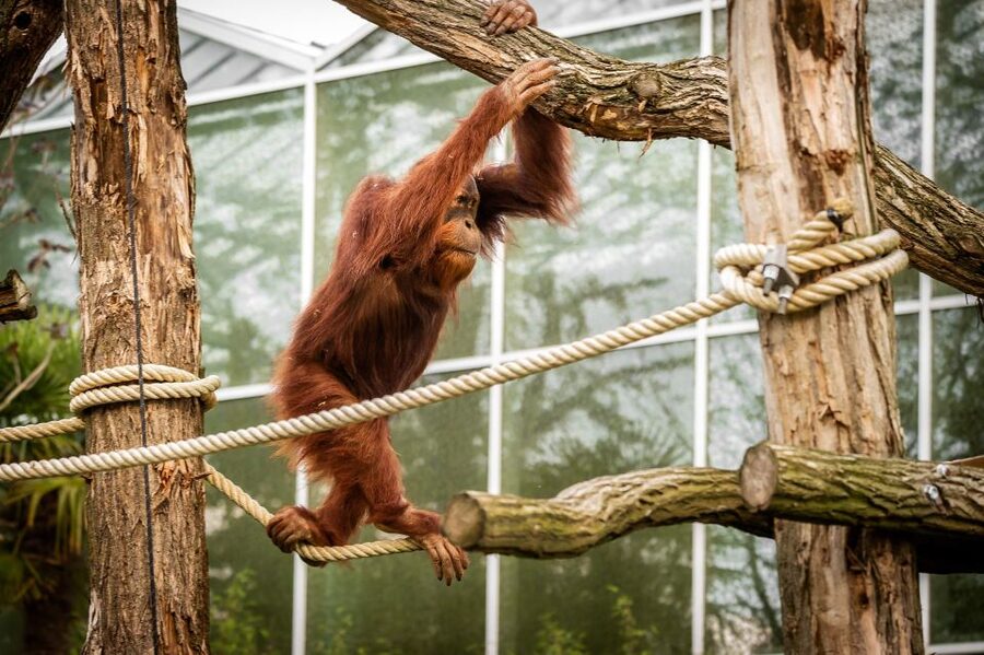 Mechelen: Planckendael ZOO Entry Ticket - Parking, arrival, and the pace of the day