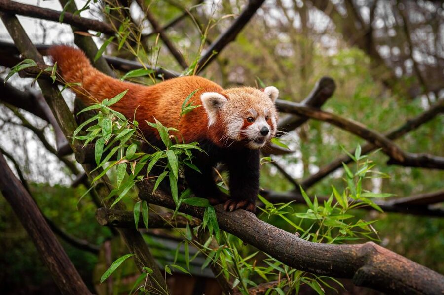 Mechelen: Planckendael ZOO Entry Ticket - Who should book Planckendael ZOO?