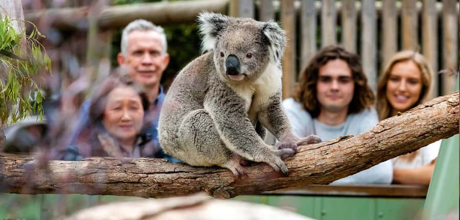 Melbourne: Puffing Billy Train Wildlife Zoo Private Tour - Meeting Australian animals at Moonlit Sanctuary