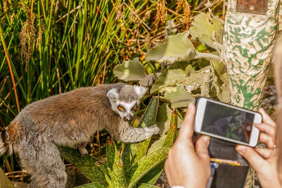 Melbourne Zoo: 1-Day Entry Ticket - A city zoo with a surprisingly full day of wildlife