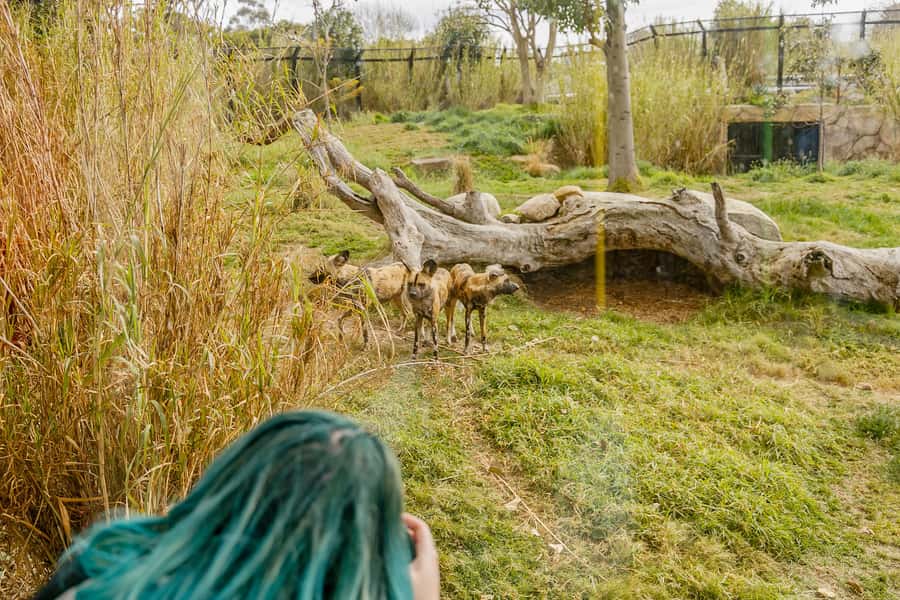 Melbourne Zoo: 1-Day Entry Ticket - How much value does the $37 ticket offer?