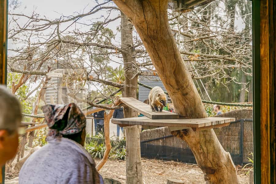 Melbourne Zoo: 1-Day Entry Ticket - Reaching Melbourne Zoo from central Melbourne