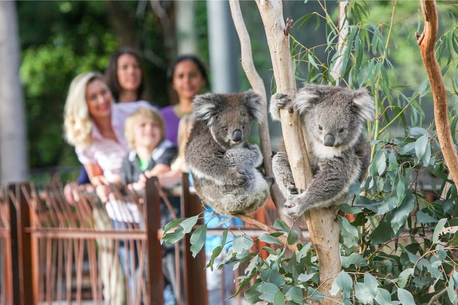 Melbourne Zoo: 1-Day Entry Ticket - Lion Gorge and the big-cat enclosures