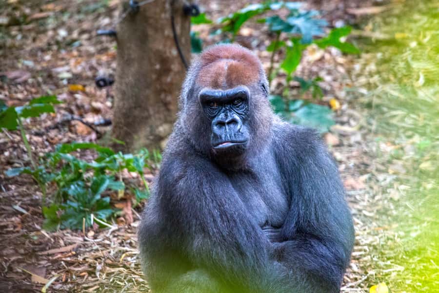 Melbourne Zoo: 1-Day Entry Ticket - Penguins, seals and the underwater world