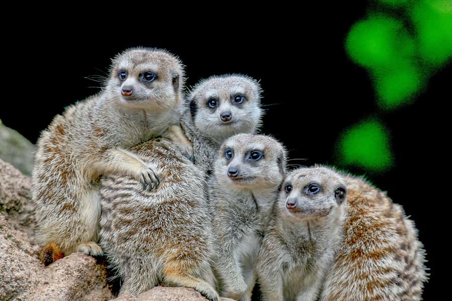 Melbourne Zoo: 1-Day Entry Ticket - The Butterfly House and smaller animal encounters