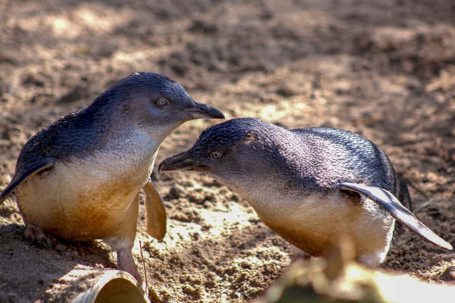 Melbourne Zoo: 1-Day Entry Ticket - Food, seats and the practical side of a long visit