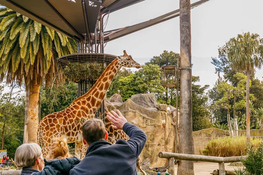 Melbourne Zoo: 1-Day Entry Ticket - Walking through the Asian and African rainforest zones