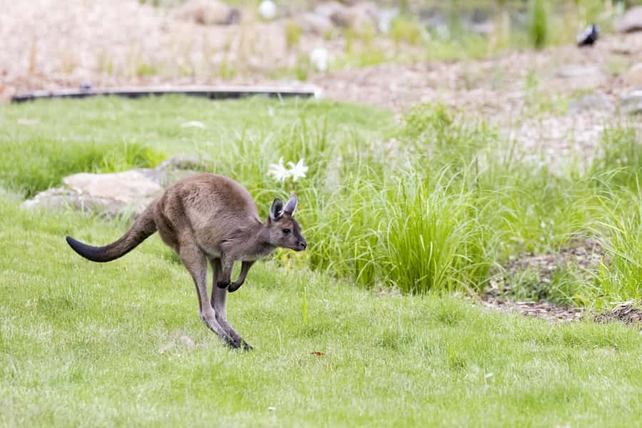Melbourne Zoo: Australian Wildlife Experience Ticket - Key points to know before you go