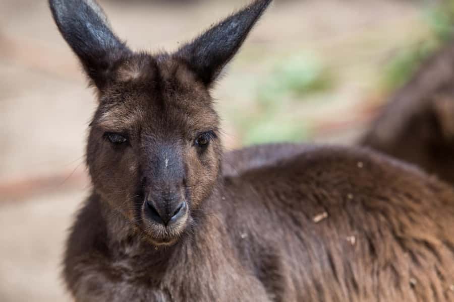 Melbourne Zoo: Australian Wildlife Experience Ticket - A quiet start inside Melbourne Zoo