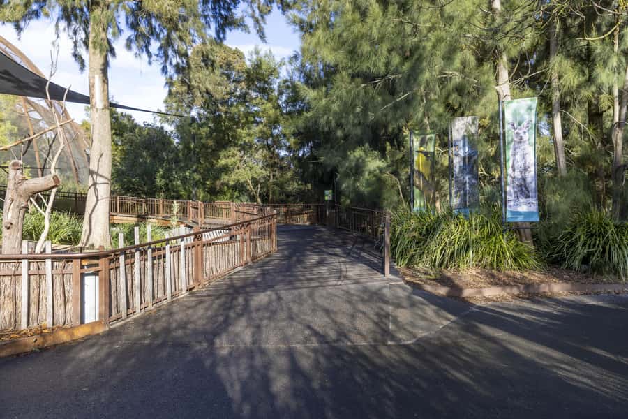 Melbourne Zoo: Australian Wildlife Experience Ticket - Inside the kangaroo exhibit for breakfast
