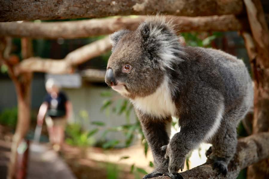 Melbourne Zoo: Australian Wildlife Experience Ticket - Meeting Karri and Waru as the zoo wakes