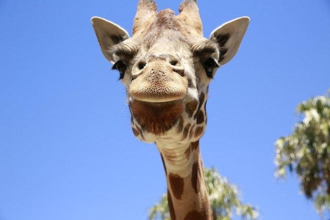 Melbourne Zoo General Entry Ticket - Australian wildlife at Wild Sea and beyond