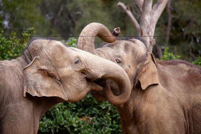 Melbourne Zoo General Entry Ticket - Keeper talks add meaning to the animals