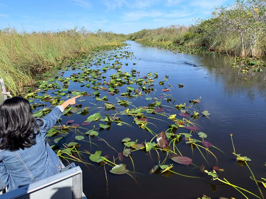 Miami: Alligator Spotting Airboat and Wildlife Reserve - What wildlife spotting is really like