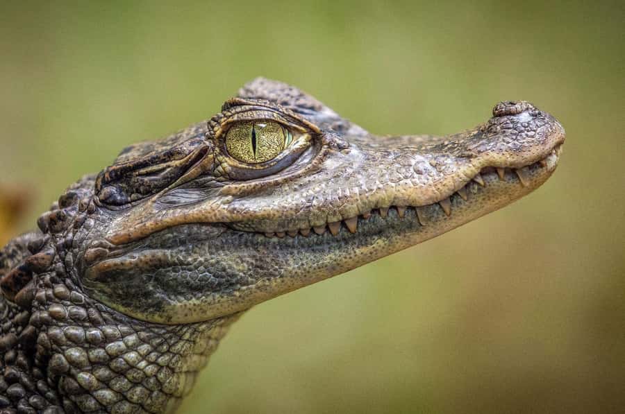 Miami: Alligator Spotting Airboat and Wildlife Reserve - Is $63 a fair price?