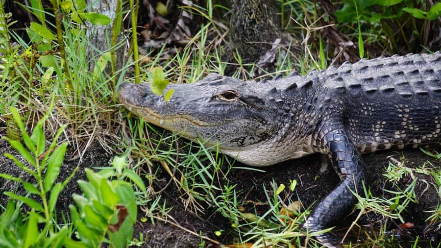 Miami: Alligator Spotting Airboat and Wildlife Reserve - Who should book this Miami Everglades tour?