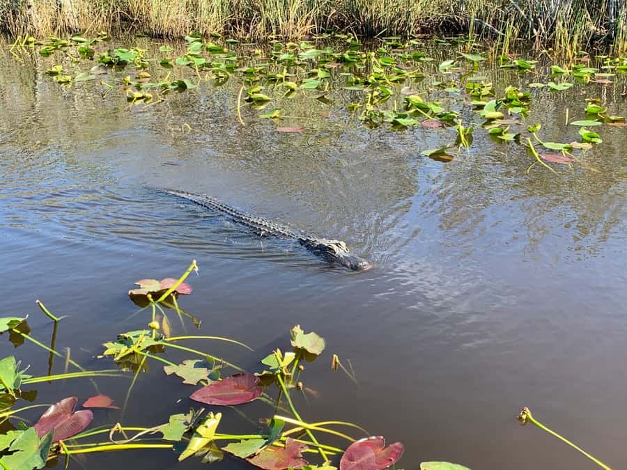Miami: Alligator Spotting Airboat and Wildlife Reserve - Practical ways to get more from the day