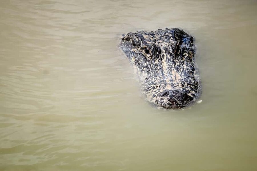 Miami Beach: Everglades Airboat & Wildlife Sanctuary - The 60-minute airboat ride