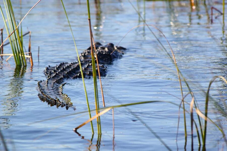 Miami Beach: Everglades Airboat & Wildlife Sanctuary - Tips for making the day better