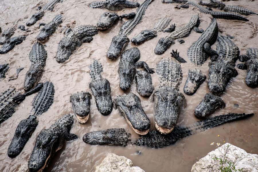 Miami: Everglades Airboat & Animal Sanctuary Tour with Photo - What the animal sightings are really worth