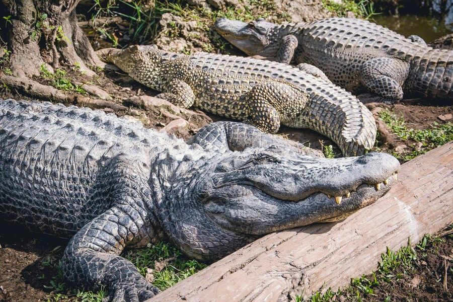 Miami: Everglades Safari Park Airboat Tour - Should you book the Everglades Safari Park airboat tour?