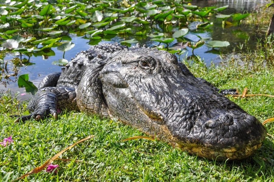 Miami: Everglades Safari Park Airboat Tour - Reaching the Everglades from Miami
