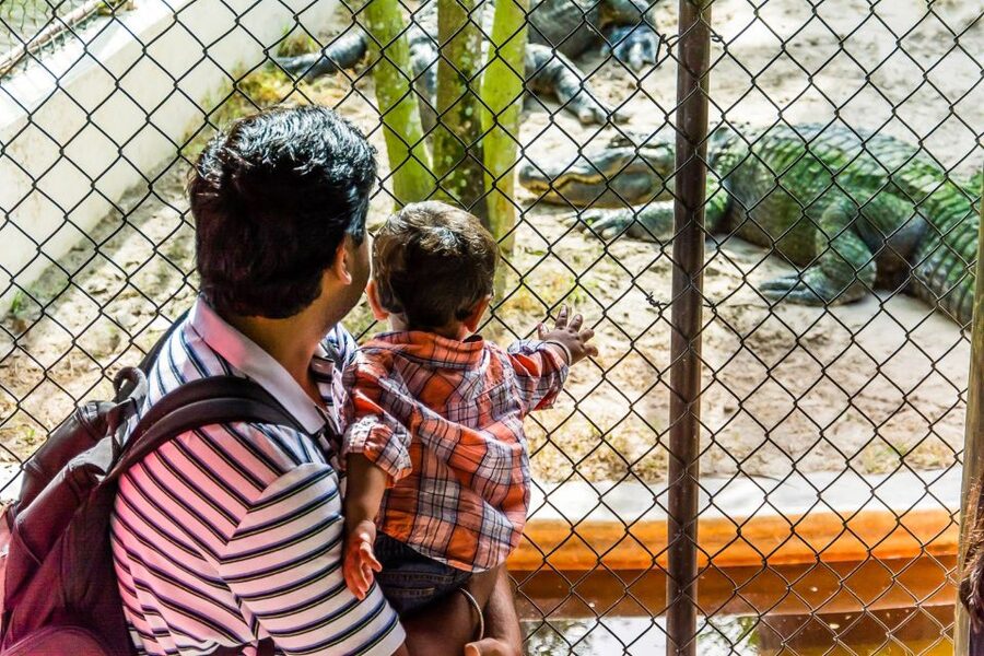 Miami: Everglades Safari Park Airboat Tour - Walking the jungle trail and observation platform