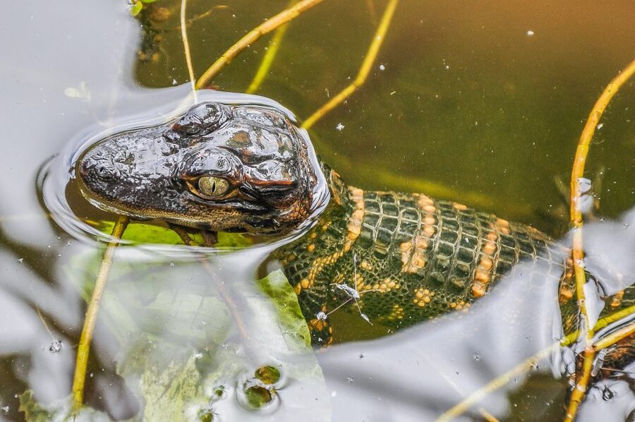 Miami: Everglades Safari Park Airboat Tour - Heat, rain, noise, and comfort