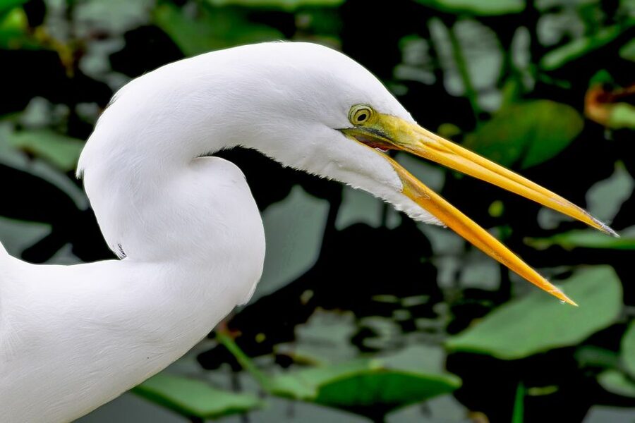 Miami: Everglades Safari Park Airboat Tour - The 40-minute airboat ride