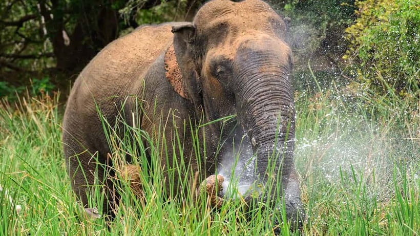 Minneriya Safari Park Private Tour From Habarana/Sigiriya - Key points at a glance