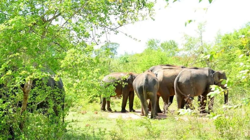 Minneriya Safari Park Private Tour From Habarana/Sigiriya - Hotel pickup from Habarana or Sigiriya
