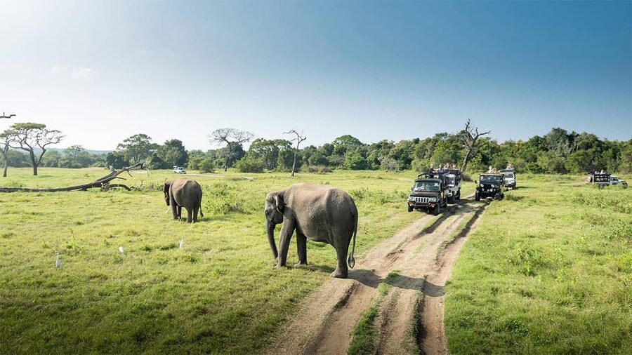 Minneriya Safari Park Private Tour From Habarana/Sigiriya - The Hurulu Eco Park option can be a smart adjustment