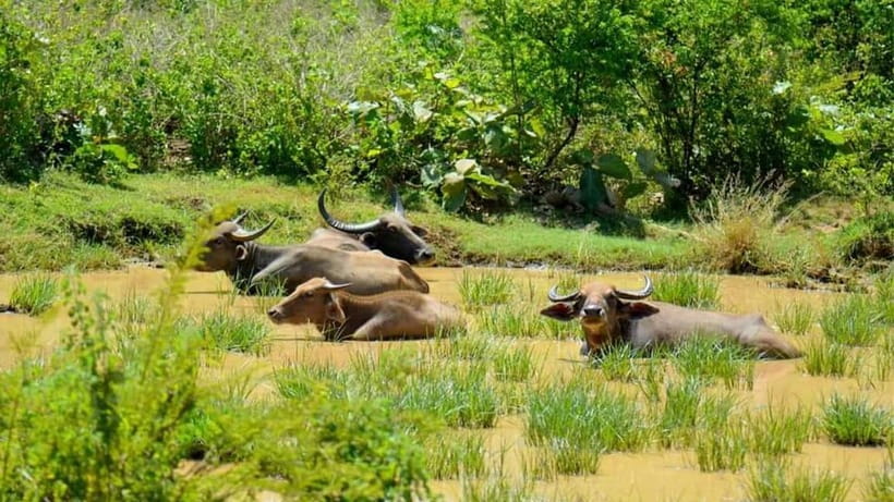 Minneriya Safari Park Private Tour From Habarana/Sigiriya - A private jeep makes the three hours count
