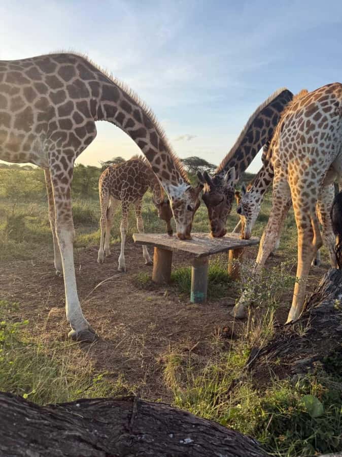 Mombasa Cultural & Wildlife Experience - Key points at a glance