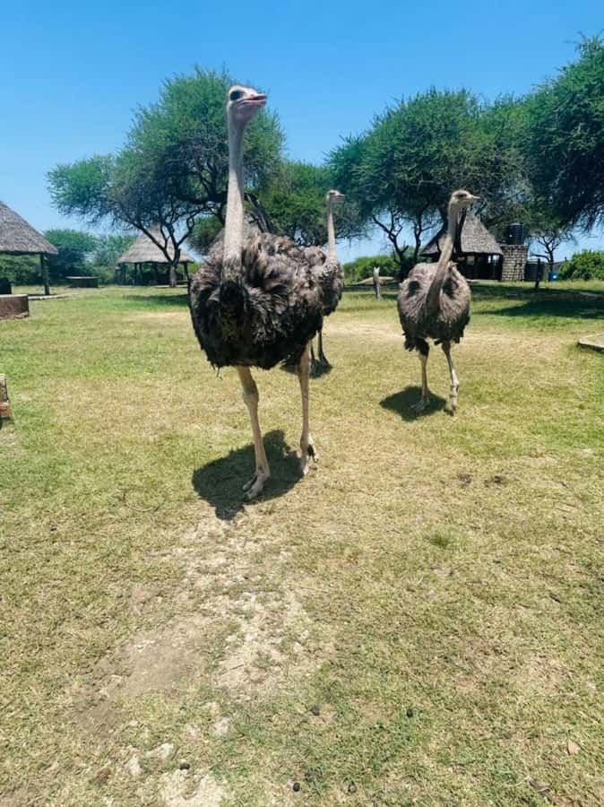 Mombasa Cultural & Wildlife Experience - Why this four-hour Mombasa outing works