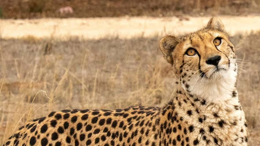 Monarto Safari Park: Cheetah Experience - Key points to know before you book