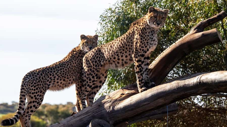Monarto Safari Park: Cheetah Experience - Meeting the cheetahs behind the scenes