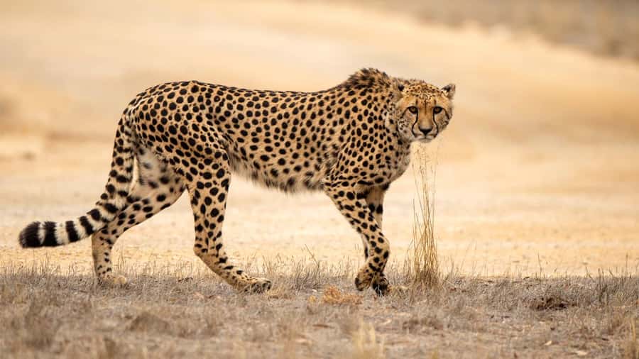 Monarto Safari Park: Cheetah Experience - Why the feeding time matters